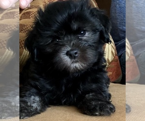 Havanese Puppy for sale in AVONDALE EST, GA, USA