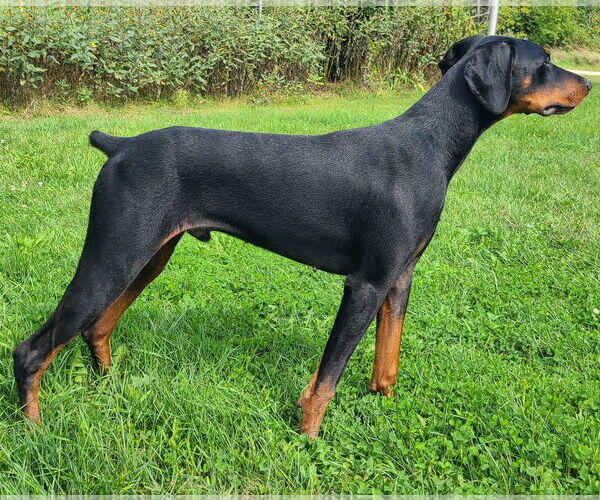 Medium Photo #4 Doberman Pinscher Puppy For Sale in Minneaoplis, MN, USA