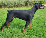 Small #3 Doberman Pinscher