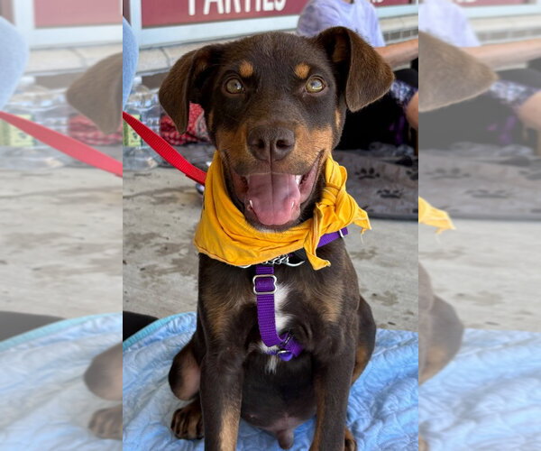 Medium Photo #1 American Staffordshire Terrier-Doberman Pinscher Mix Puppy For Sale in Lawrenceville, NJ, USA