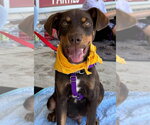 Small American Staffordshire Terrier-Doberman Pinscher Mix