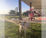 Small #1 Australian Shepherd Mix