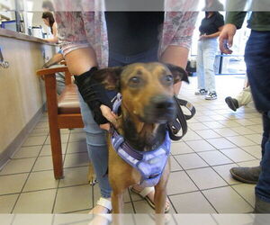 Black and Tan Coonhound Dogs for adoption in Ocala, FL, USA