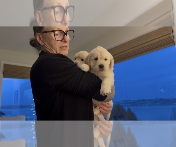 Medium Photo #5 Golden Retriever Puppy For Sale in TACOMA, WA, USA