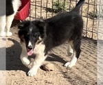 Small #27 Shetland Sheepdog