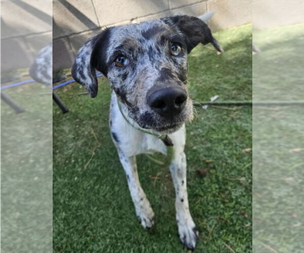Medium Photo #1 Catahoula Leopard Dog-Unknown Mix Puppy For Sale in Lakewood, CO, USA