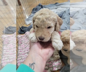 Goldendoodle-Poodle (Standard) Mix Puppy for sale in SELAH, WA, USA