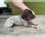 Puppy Purple girl German Shorthaired Pointer
