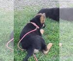 Small Photo #6 German Shepherd Dog Puppy For Sale in MONTEZUMA, IA, USA
