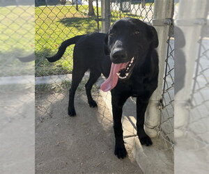 Labrador Retriever Dogs for adoption in Riverside, CA, USA