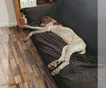 Small #1 German Shorthaired Pointer
