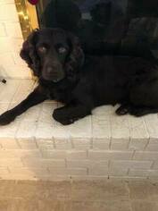 Father of the Boykin Spaniel puppies born on 01/08/2019