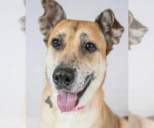 Mutt Dogs for adoption in Kennesaw, GA, USA