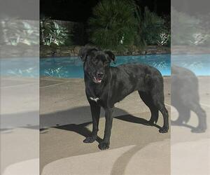 Labrador Retriever-Unknown Mix Dogs for adoption in Conroe, TX, USA