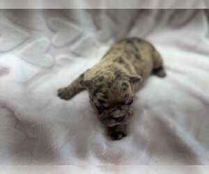 Medium French Bulldog