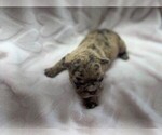 Puppy Puppy 1 French Bulldog