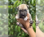 Small #2 American Pit Bull Terrier-Labrador Retriever Mix
