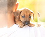 Small #6 Dachshund