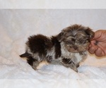 Small #8 ShihPoo