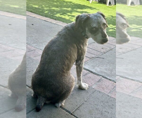 Medium Photo #1 - Mix Puppy For Sale in San Diego , CA, USA