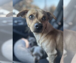 Canelo - Male Chiweenie Dog for Adoption - Photo #3