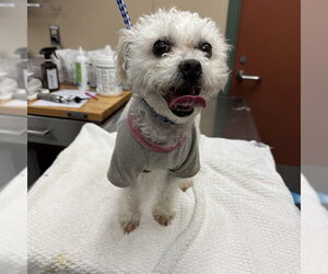 Maltese Dogs for adoption in Rancho Cucamonga, CA, USA