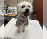 Small Maltese