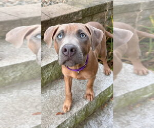 Mutt Dogs for adoption in Boston, MA, USA