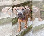 Hasselback Potato - Male Mutt Dog for Adoption - Small photo