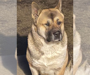 Father of the Akita puppies born on 01/04/2026