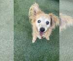 Small #3 Chihuahua Mix