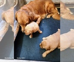 Small #1 Golden Retriever