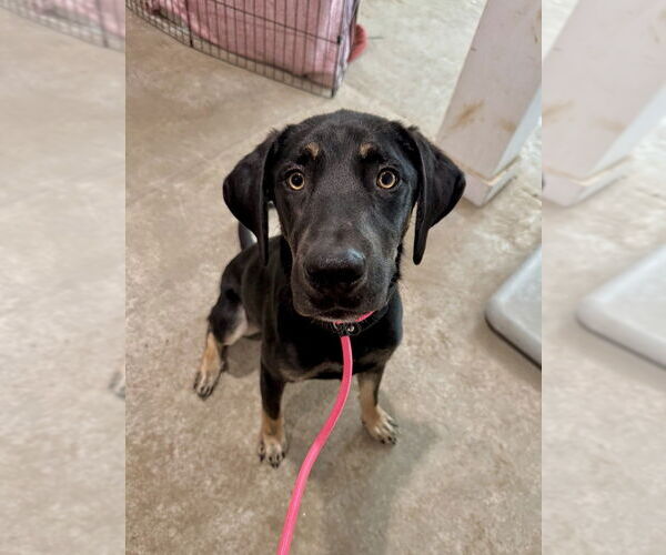 Medium Photo #8 Mutt Puppy For Sale in Brewster, NY, USA