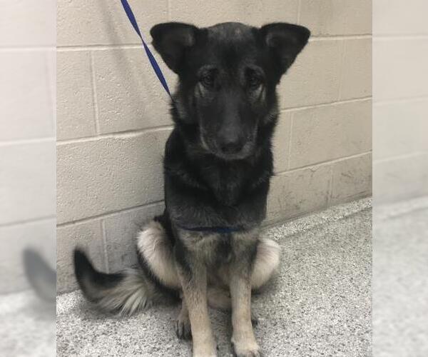 Medium Photo #1 German Shepherd Dog Puppy For Sale in Conroe, TX, USA