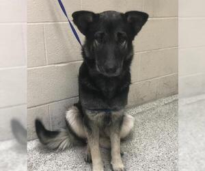 German Shepherd Dog Dogs for adoption in Conroe, TX, USA