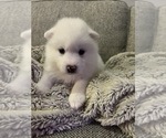 Puppy 4 Samoyed-Siberian Husky Mix