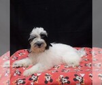 Jag - Male Shih-Poo Puppy for Sale - Photo #3