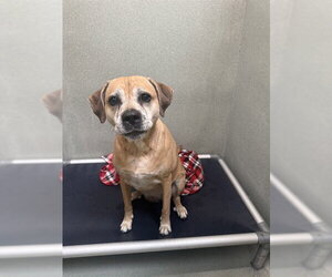 Boxador Dogs for adoption in Lee's Summit, MO, USA