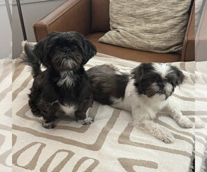 Bonded Pair - Violet & Fiona - Female Mutt Dog for Adoption - Photo #2