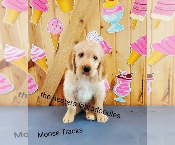 Medium Photo #1 Labradoodle Puppy For Sale in LITTLESTOWN, PA, USA