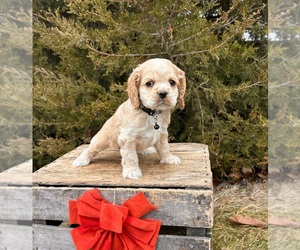 Cocker Spaniel Puppy for sale in MIDDLEBURY, IN, USA