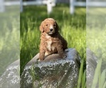 Small Photo #9 Goldendoodle (Miniature) Puppy For Sale in SCHOHARIE, NY, USA