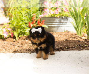 Pomeranian Puppy for sale in NAPPANEE, IN, USA