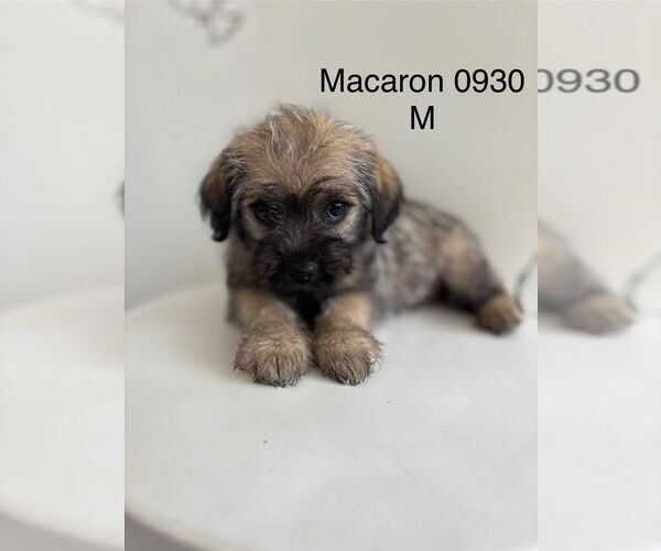 Medium Photo #1 Poodle (Miniature)-Unknown Mix Puppy For Sale in Studio City, CA, USA