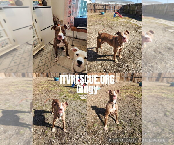 Medium Photo #6 Mutt Puppy For Sale in Evansville, IN, USA