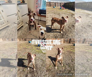 Gingy - Male Mutt Dog for Adoption - Photo #6