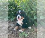 Puppy 3 Bernese Mountain Dog