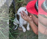 Small #7 American Pit Bull Terrier Mix