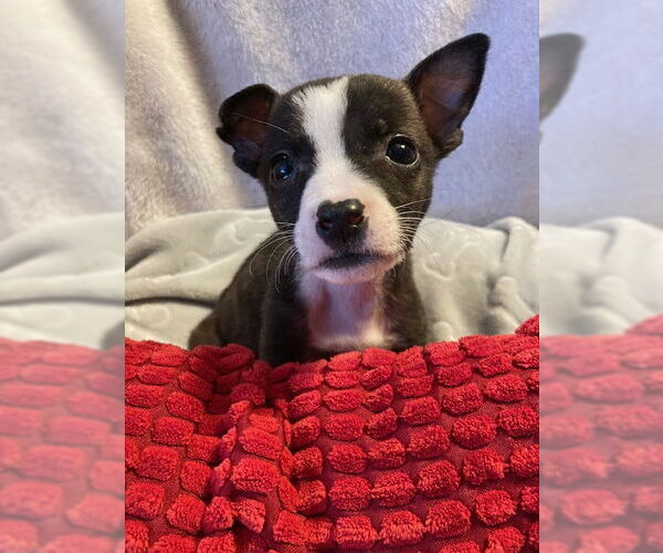 Medium Photo #14 Mutt Puppy For Sale in Plainfield, IL, USA