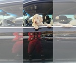 Small Photo #14 Labrador Retriever Puppy For Sale in FLEMING ISLE, FL, USA